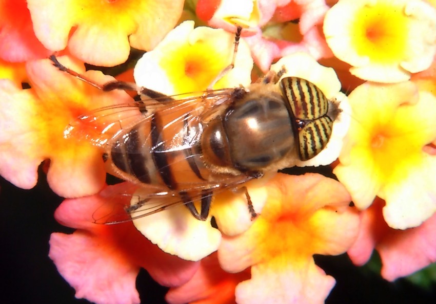 Le meraviglie  Linsetto con gli occhi a strisce e la mosca